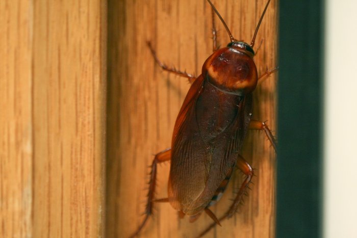 Cockroach on wood trim. Cockroach on wood trim.
